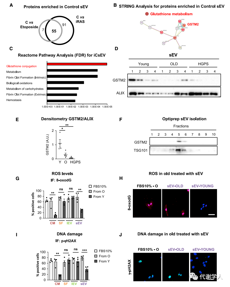 Cell Metabolism 返老还童的细胞外小泡 细胞 微信公众号文章阅读 Wemp