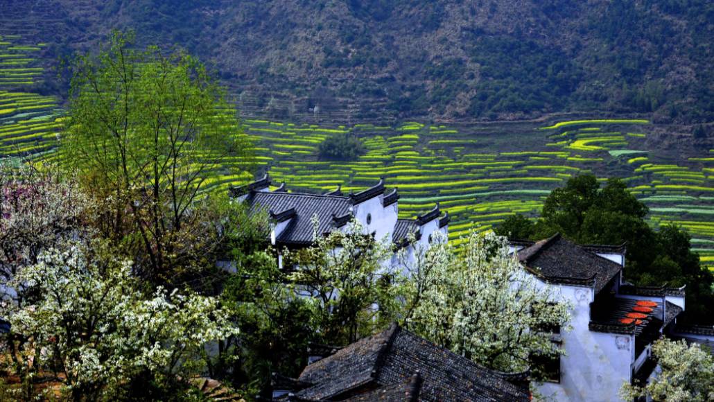 2月婺源油菜花情报邂逅篁岭鲜花小镇
