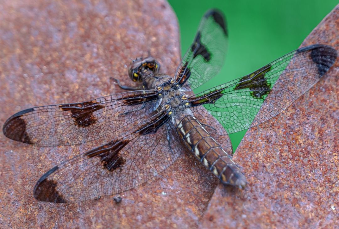 【早听】苦乐自渡，别人难悟