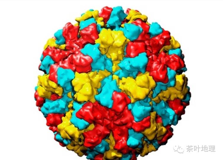 nv)是人类杯状病毒科(human calicivirus,hucv)中诺如病毒(norovirus