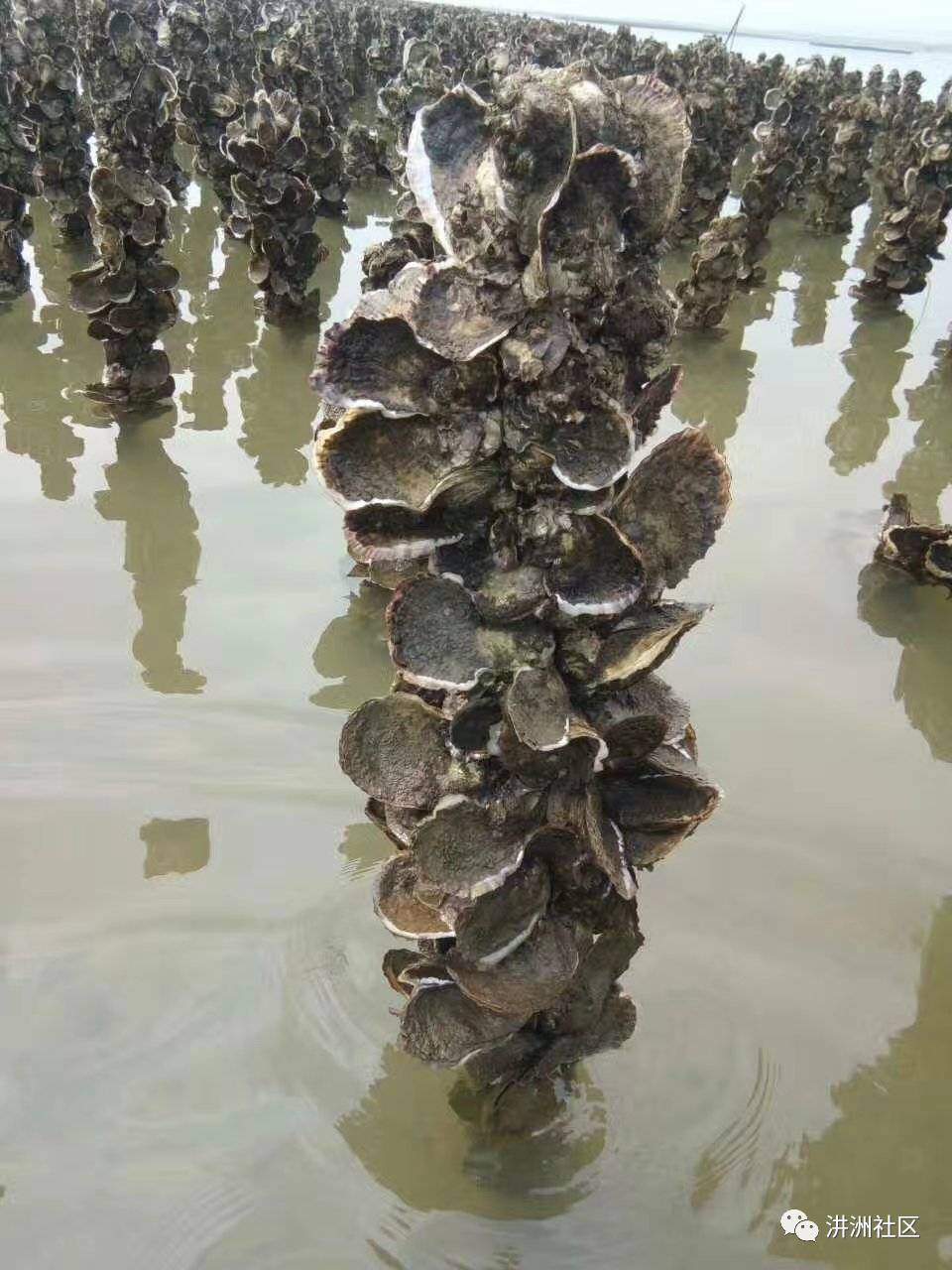 海蛎子养殖方法图片图片