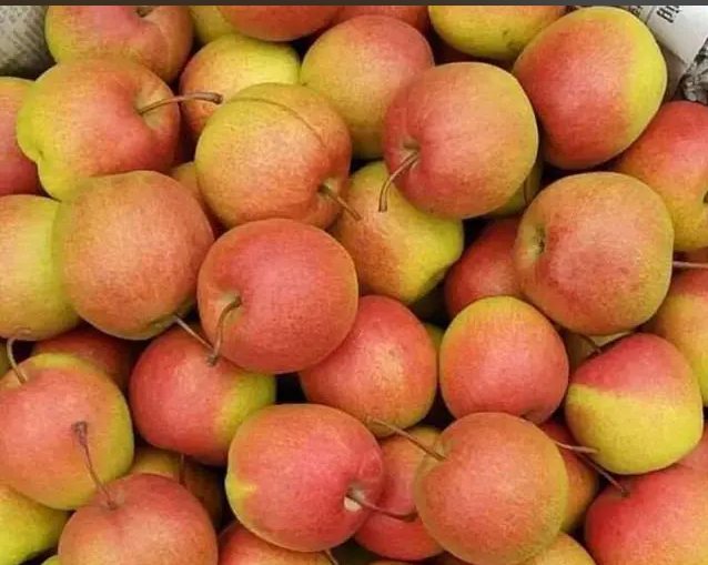 川滇明珠网｜果似火把味清甜！会东这颗高原珍果香飘四方插图4