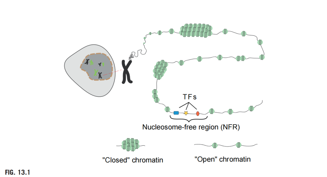 Chromatin accessibility.