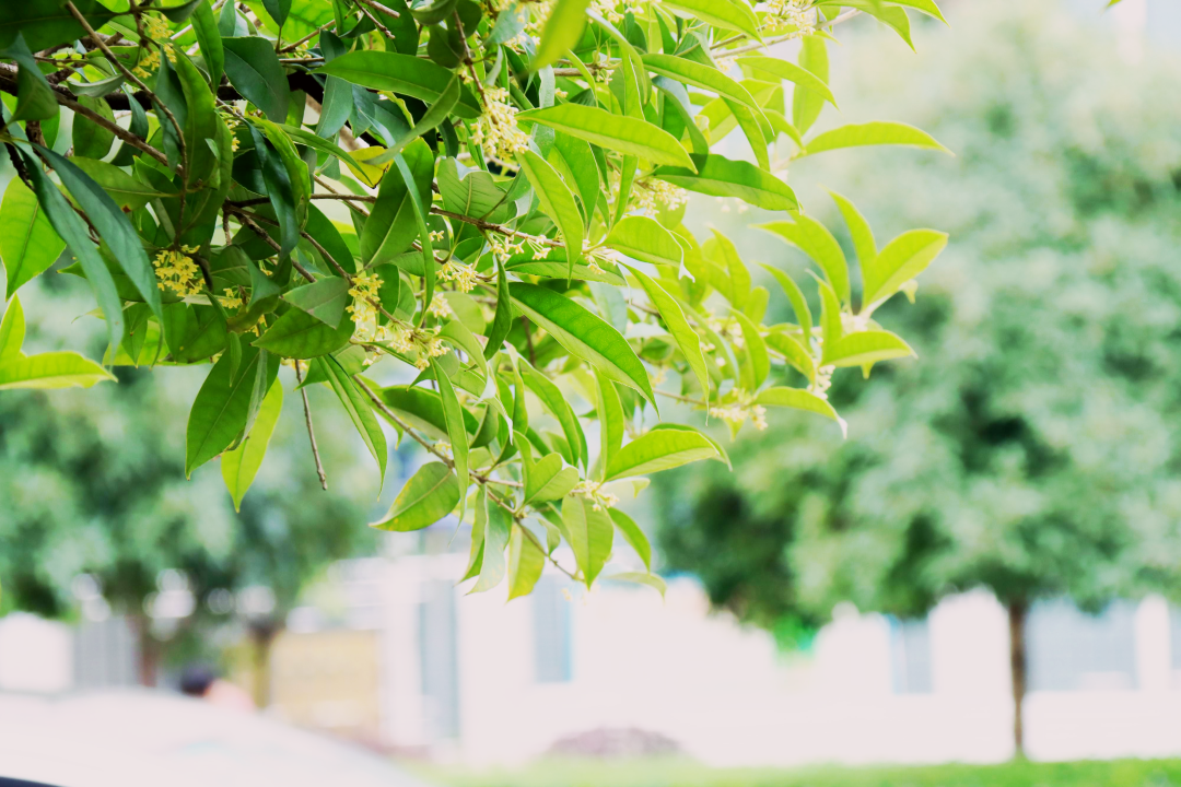 大英繁星皓月万点黄半城桂树满城香