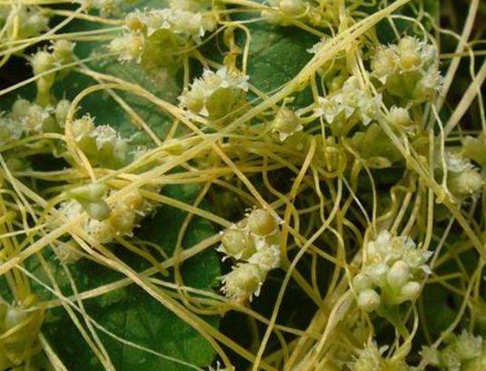 它不仅补肾阳，还壮腰膝！是补阳方剂中的战斗机