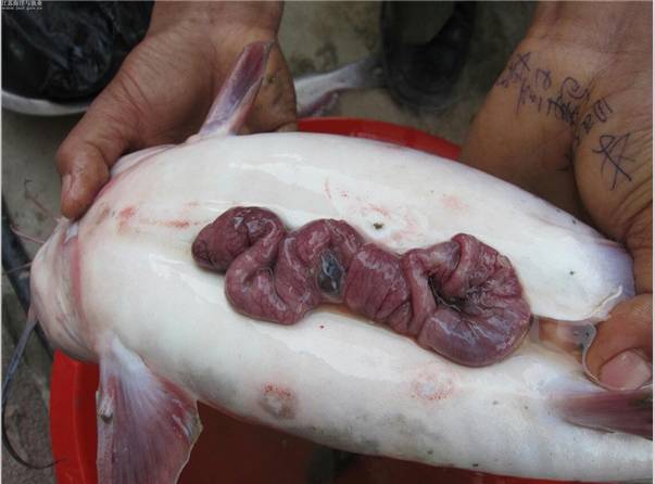 斑点叉尾鮰套肠病的发病原因及防治措施