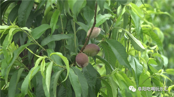 石磨面粉机价格_面粉石磨机价格多少_求石磨面粉机