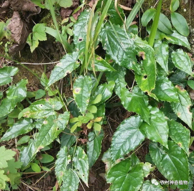 此草叫“淫羊藿”，名字让人想入非非，对男人却是“宝”，不认识可惜了