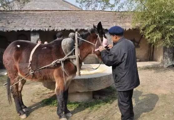 马羞辱驴，驴一怒之下竟然……（十个人看完十个人开悟）