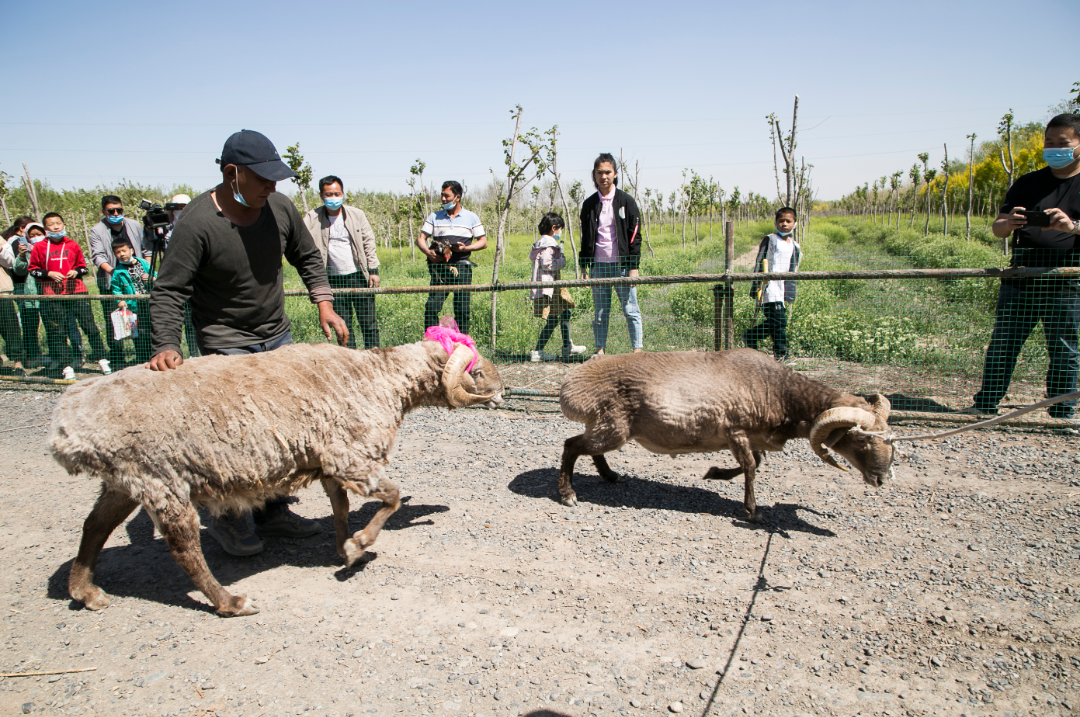 斗羊。陈青松 摄
