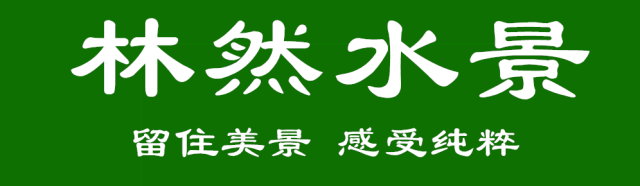 教你怎么处理水草常见病 A0林然水景 微信公众号文章阅读 Wemp