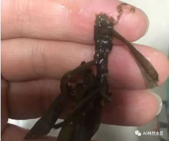 教你怎么处理水草常见病 A0林然水景 微信公众号文章阅读 Wemp