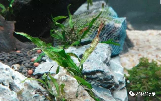 教你怎么处理水草常见病 A0林然水景 微信公众号文章阅读 Wemp