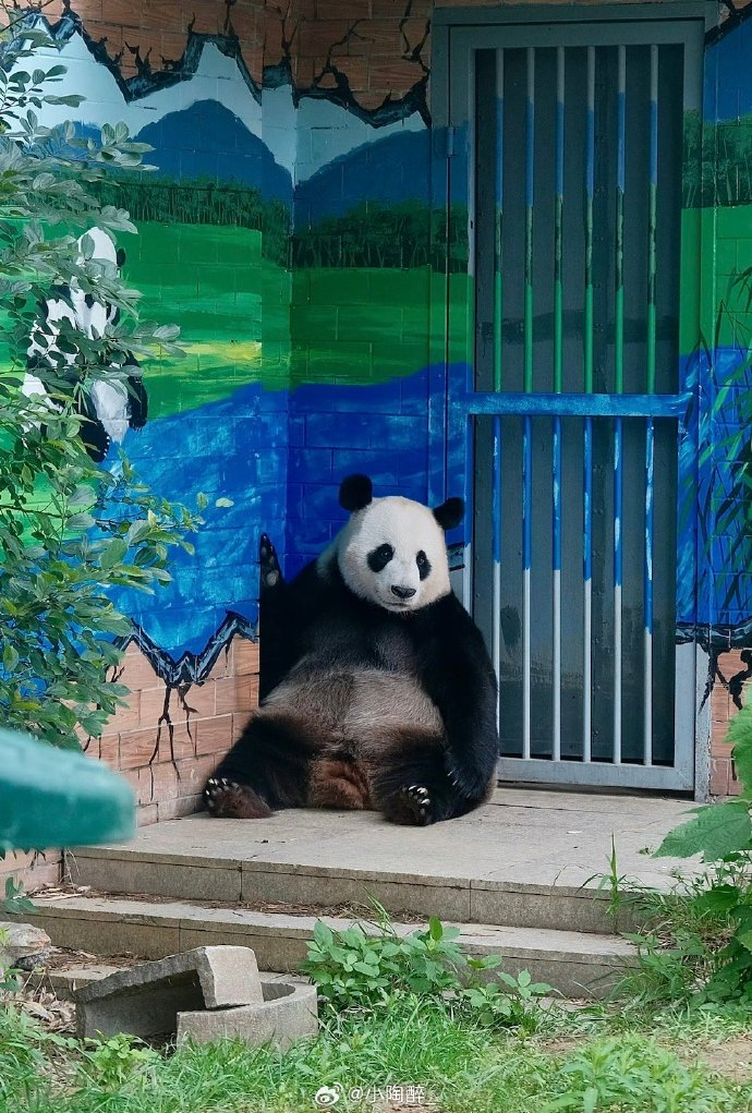 盘大熊猫戴丽:费翔先生和他认养的哈基米翔翔的奇妙缘分!