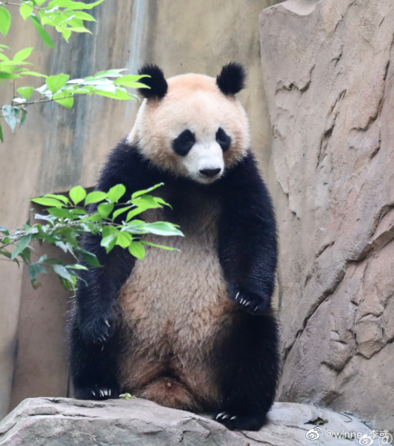 盘大熊猫润玥(上):明明能以美貌出圈,你却选择"狗里狗气"!