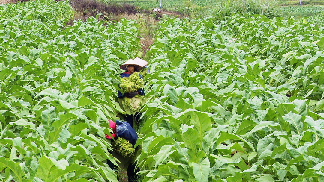 菸葉進入採摘期珠璣鎮做足準備迎豐收