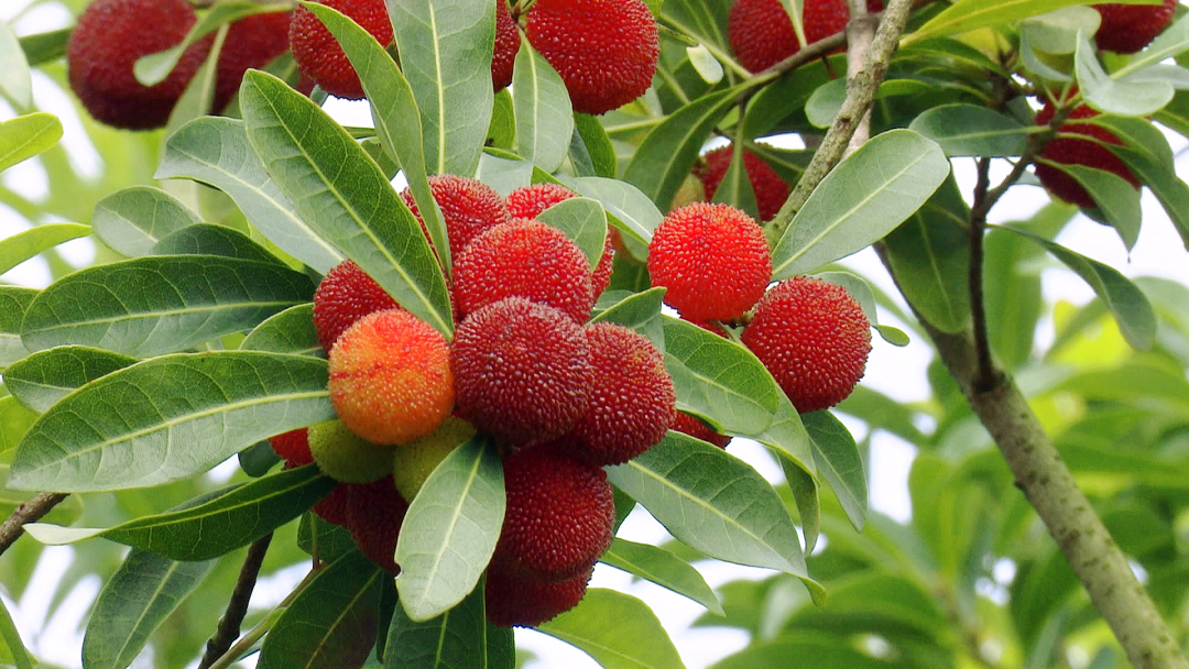 本地杨梅抢鲜上市