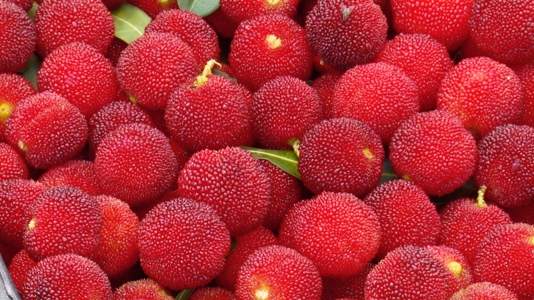 本地杨梅抢鲜上市