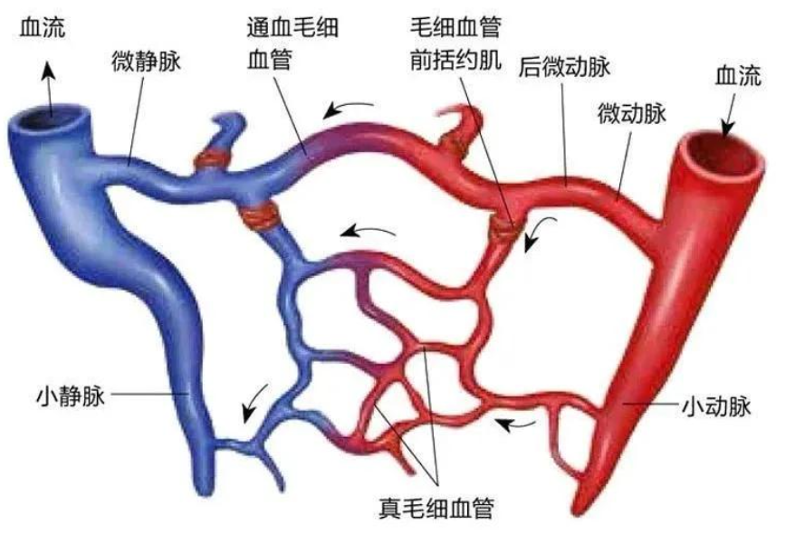 微循环是微动脉与微静脉之间毛细血管中的血液循环,是循环系统中最