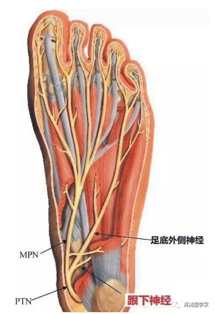 足跟疼痛解剖学分析 液针刀骨伤医学研究院 微信公众号文章阅读 Wemp