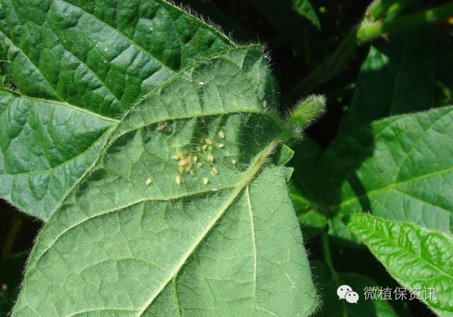 大豆虫害高清图谱及其防治方案 Brochemdv博乐远东 微信公众号文章阅读 Wemp