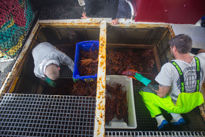 龙虾“跳水大甩卖”？疫情重创澳洲海鲜产业，急盼打开中国大门