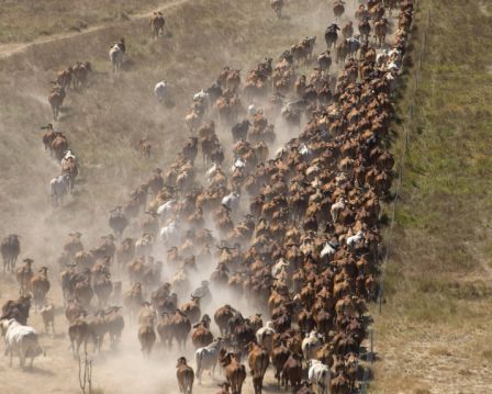 当澳洲牛肉出口迎来「中国时代」，在中国吃上一口“真”澳洲牛肉还有多难？