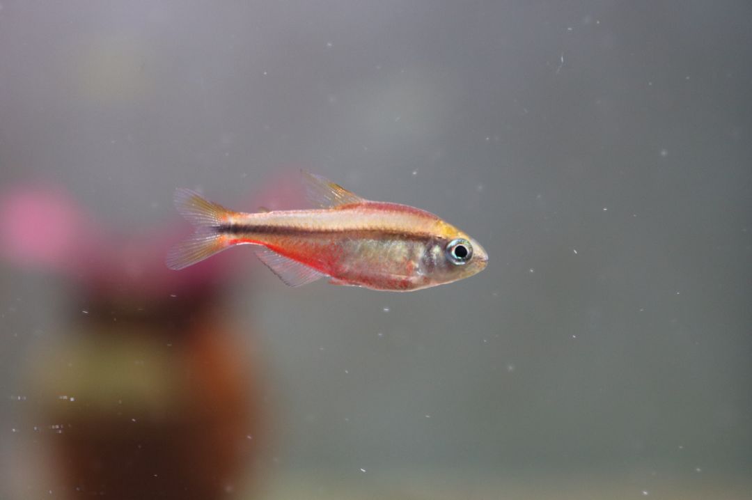 灯鱼极光_极光灯光效果_极光灯泡怎么样