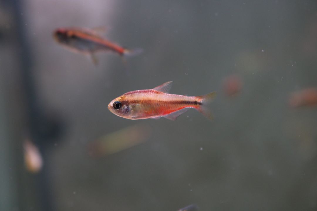 极光灯光效果_灯鱼极光_极光灯泡怎么样