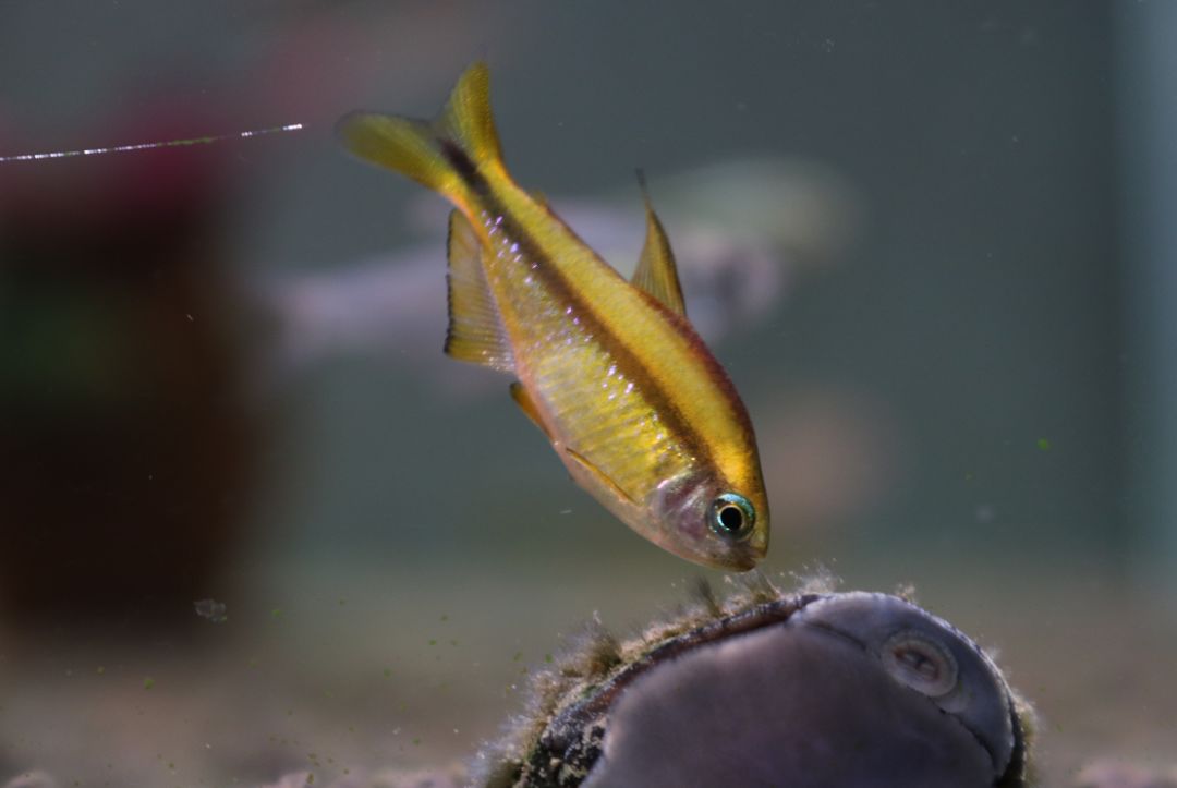 灯鱼极光_极光灯光效果_极光灯泡怎么样