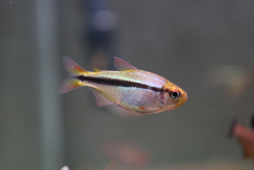 极光灯泡怎么样_极光灯光效果_灯鱼极光