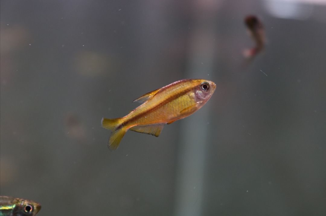 极光灯泡怎么样_灯鱼极光_极光灯光效果