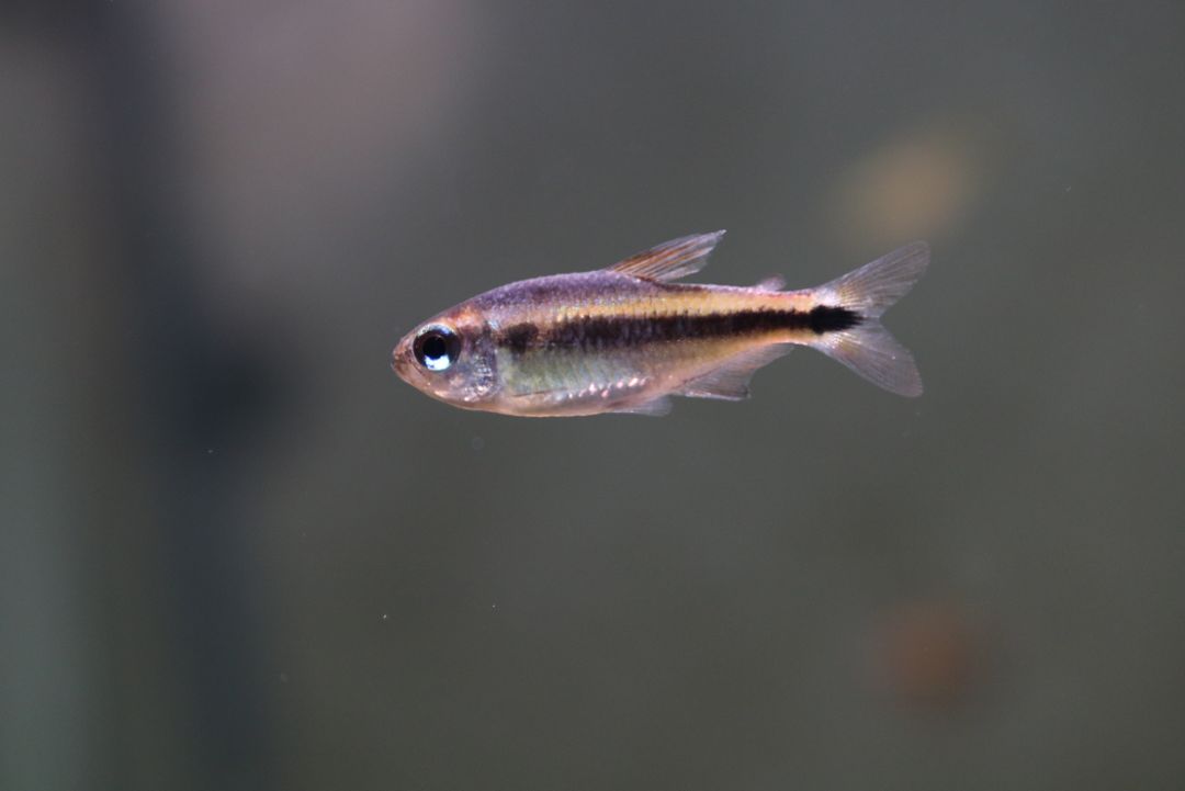 极光灯泡怎么样_极光灯光效果_灯鱼极光