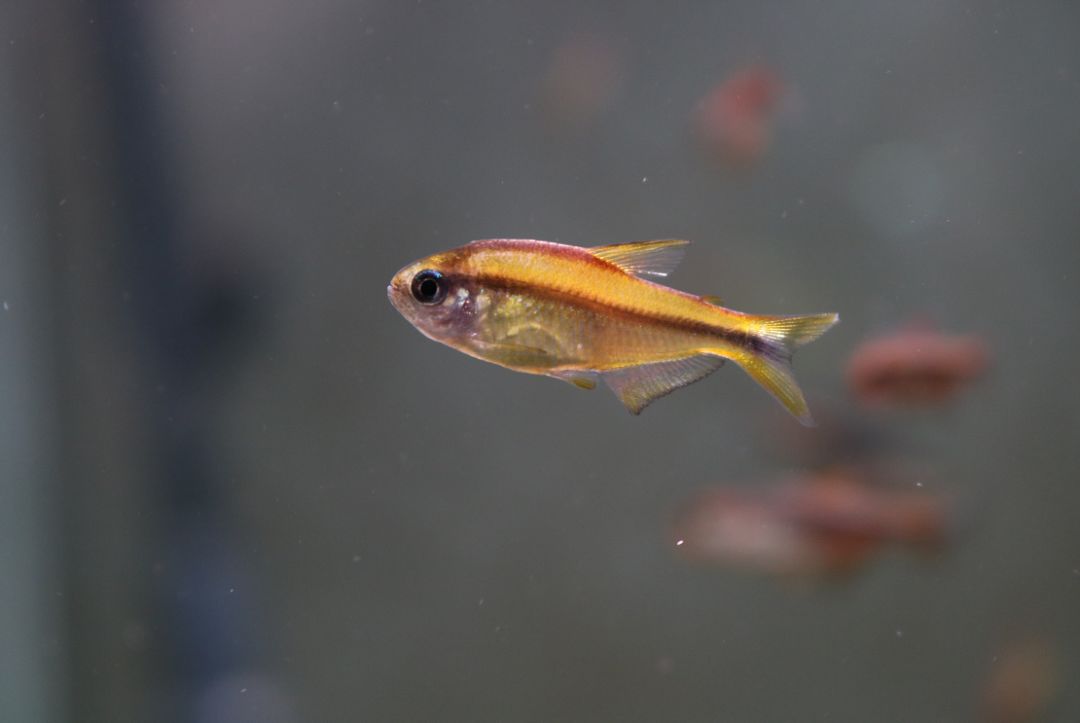 极光灯泡怎么样_灯鱼极光_极光灯光效果