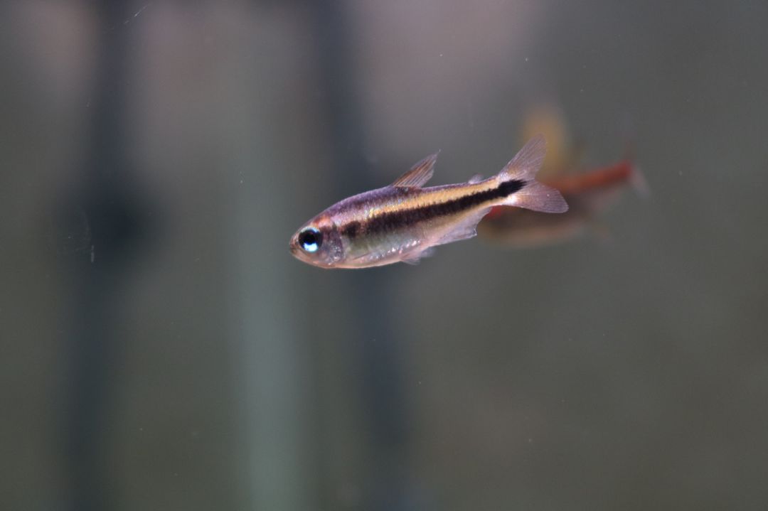 极光灯泡怎么样_灯鱼极光_极光灯光效果