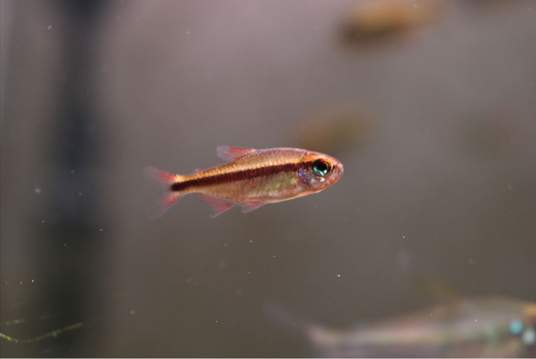 灯鱼极光_极光灯光效果_极光灯泡怎么样