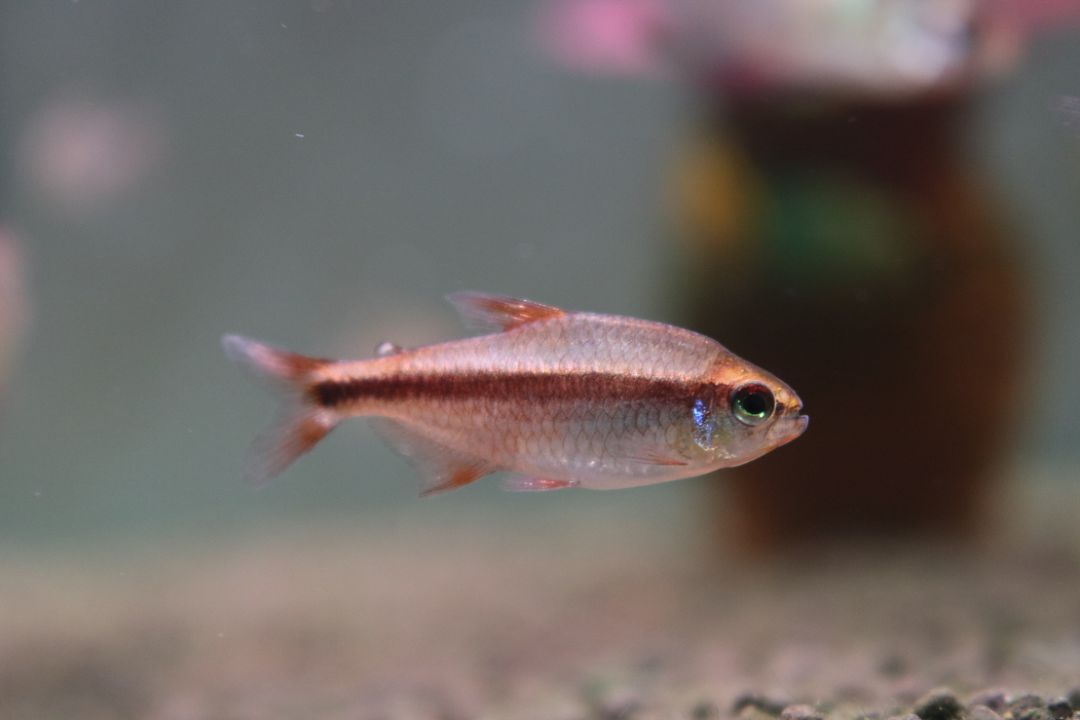 极光灯泡怎么样_极光灯光效果_灯鱼极光