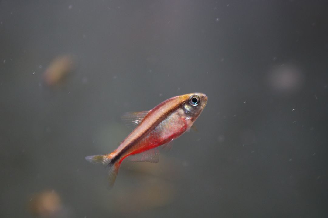 极光灯泡怎么样_极光灯光效果_灯鱼极光