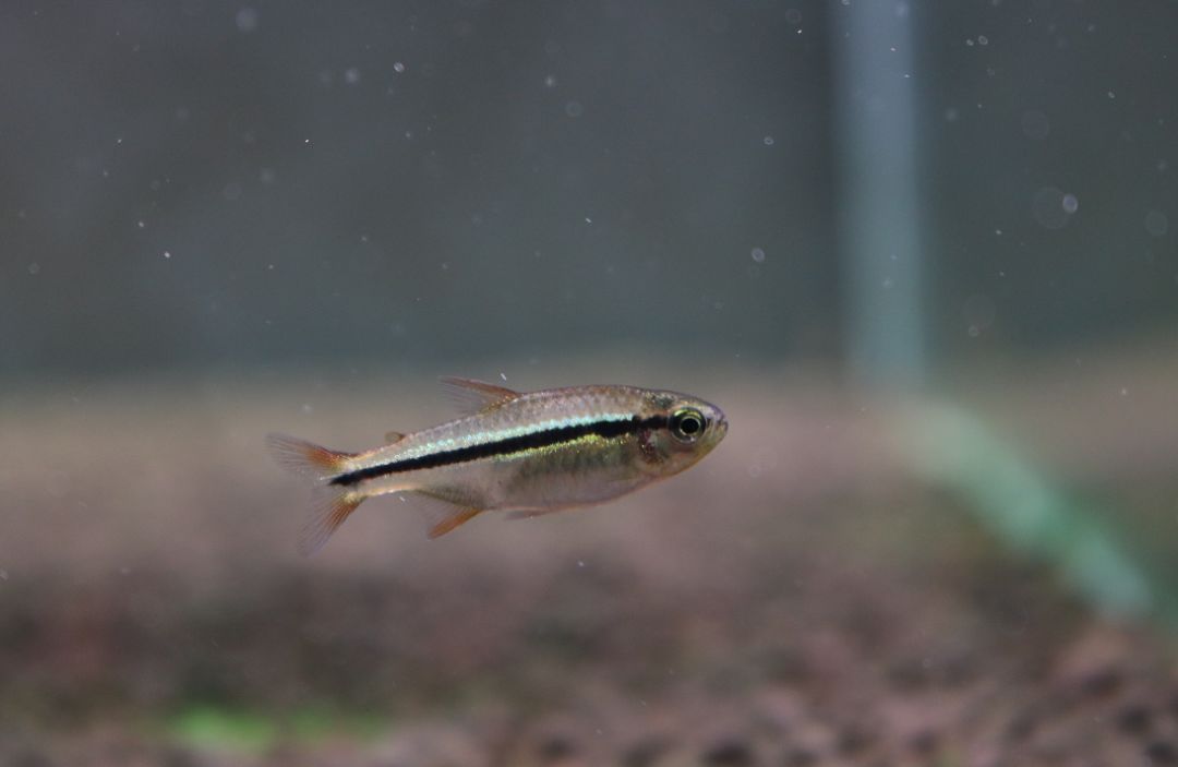 极光灯泡怎么样_灯鱼极光_极光灯光效果