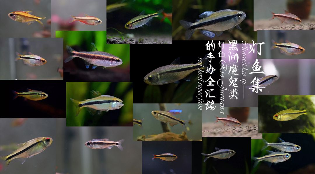 灯鱼极光_极光灯光效果_极光灯泡怎么样