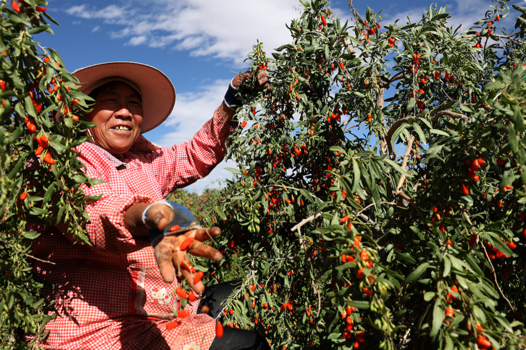 谁在“百亿补贴”卖农货? 图片