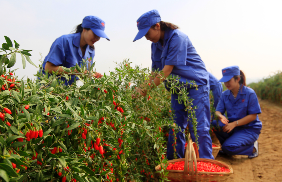 谁在“百亿补贴”卖农货? 图片