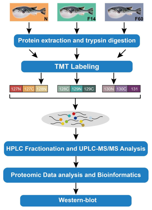 作者专栏大连民族大学弓晓杰组揭示红鳍东方鲀在冻存条件下的质量变化