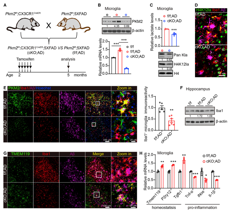 3月17日,军事医学研究院袁增强研究员课题组与北京大学孙露洋教授课题