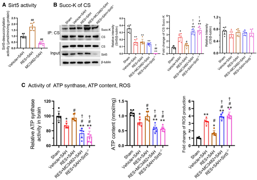 ation protects mitochondrial metabolism following subarachnoid