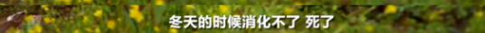 遍地保險套、衛生棉的西藏，背後真相令人感到惡心 旅遊 第9張