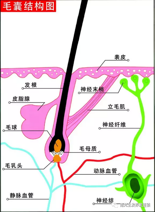 白发转黑发，你需要知道这些