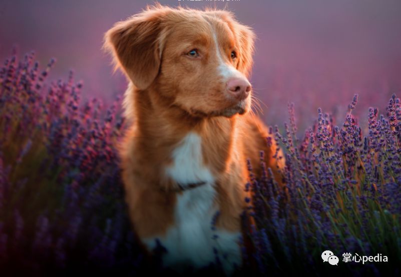 狗子与精油 掌心pedia 微信公众号文章阅读 Wemp