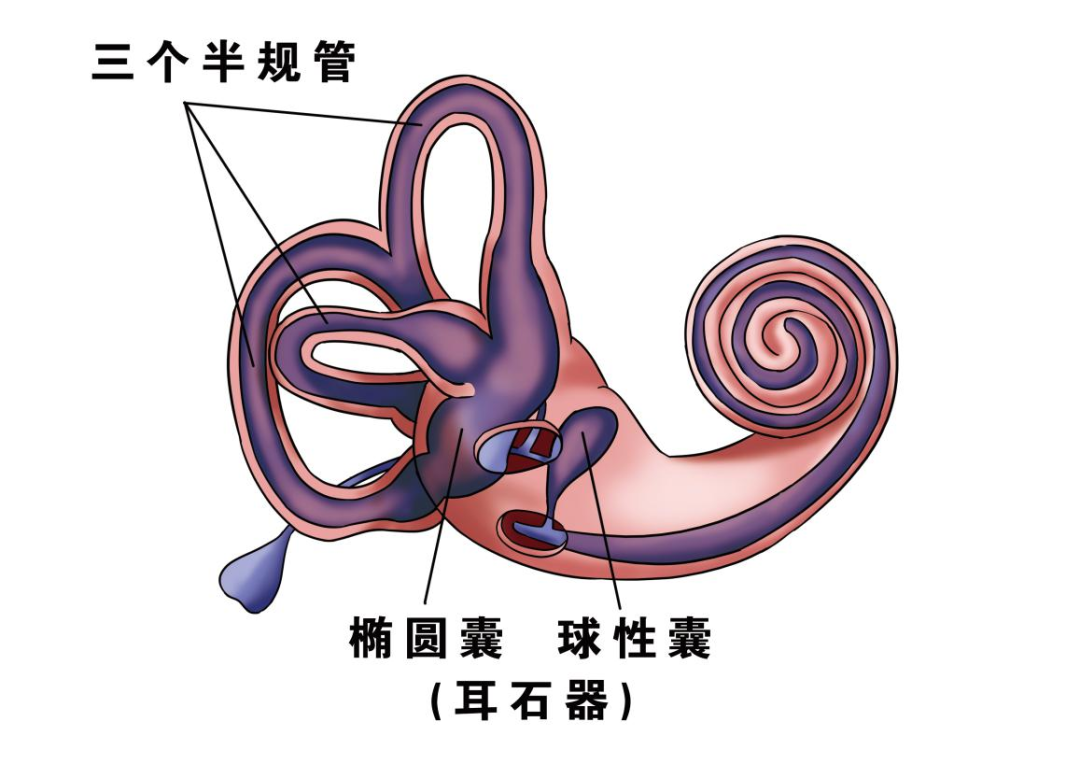 前庭球在哪个位置图片图片