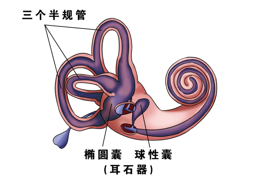 前庭沟位置图片